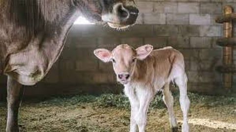 Animal Care