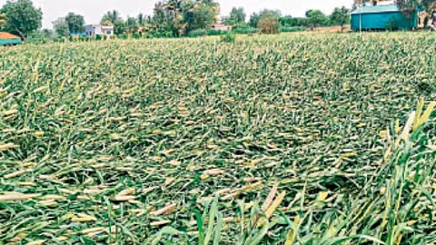 Crop Damage In Nagar
