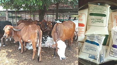Organic Milk Production