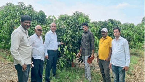 Exportable Mango Production