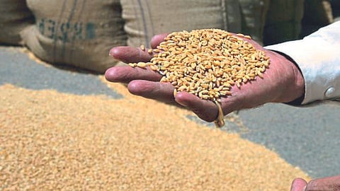 Wheat Production