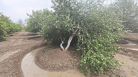 Management Of Hailstorm Orchard