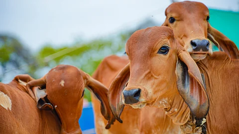 Cow Urine