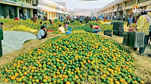 Kalamana APMC : शेतकऱ्यांकडून बेकायदा आडत वसूली?