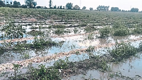 Crop Damage