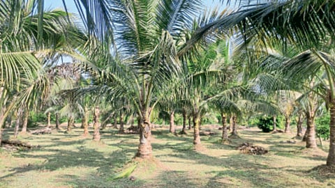 Coconut Management