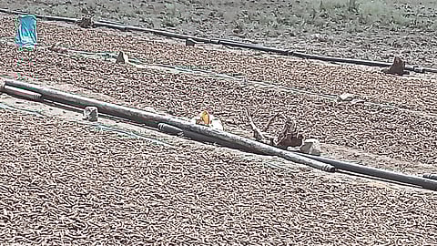Crop Damage