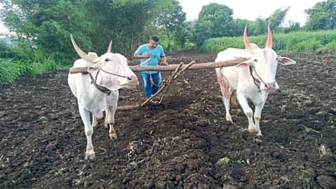 Kharif Sowing
