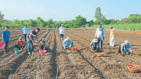 Ginger cultivation
