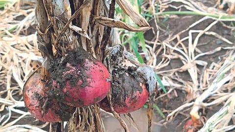 Crop Damage