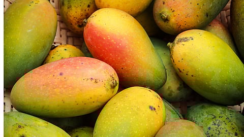 Gavran Mango