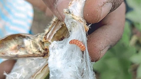 Cotton Bollworm