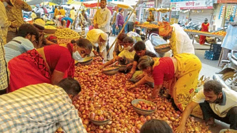 Onion Production