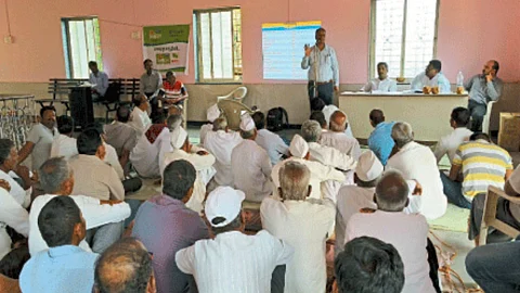 Ginger Crop Management Guidance