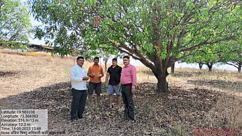Mango Damage