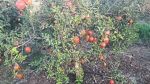 Pomegranate Management