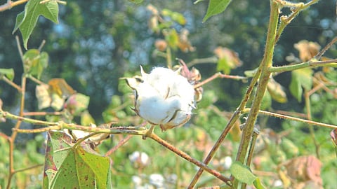 Cotton