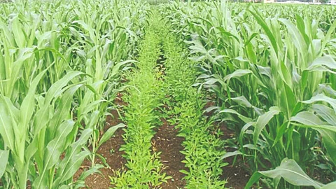 Intercrop Management