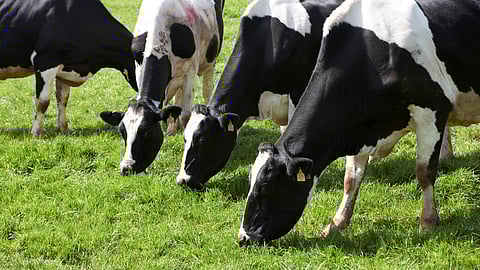 Agriculture Business Loan