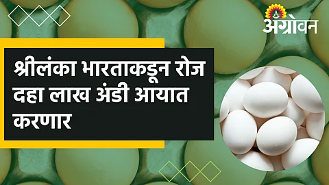 Egg Export : श्रीलंका भारताकडून रोज दहा लाख अंडी आयात करणार