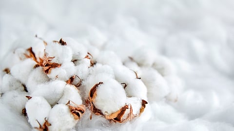 Cotton Arrival