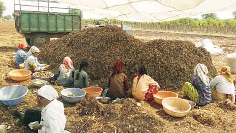 Turmeric Cultivation Preparation