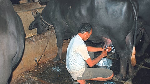 Milk Production