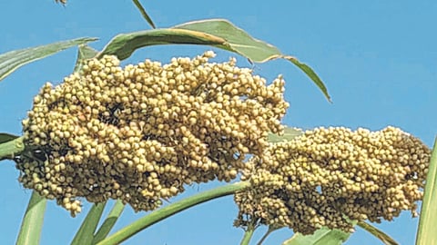 Dadar Jowar