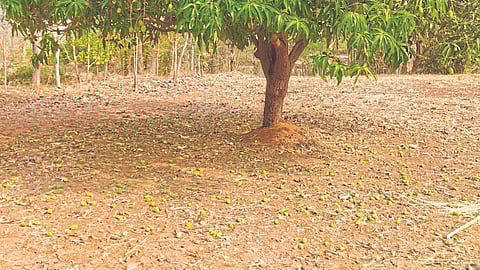 Mango Crop Damage