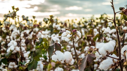 Cotton Production