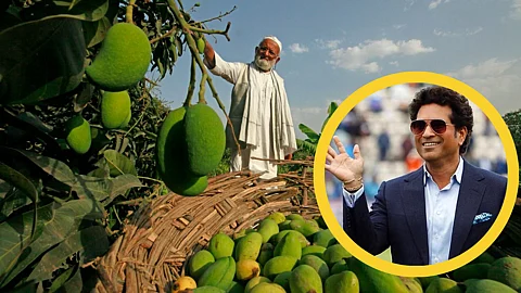 Mango Veriety