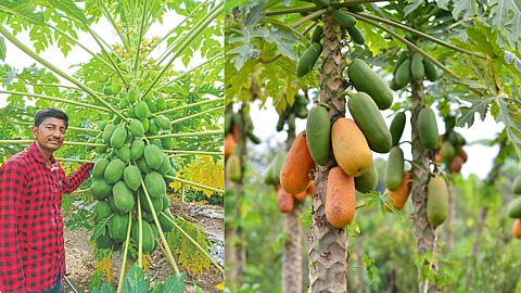 Papaya Cultivation