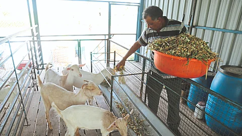 Sanen Goat Farming