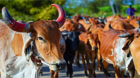 Goshala Subsidy
