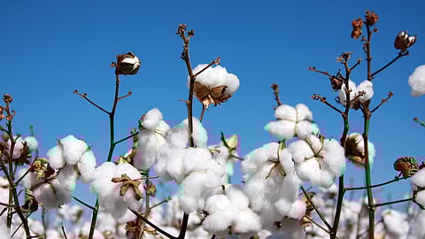 Cotton Market