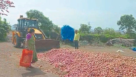 Onion Crop Damage