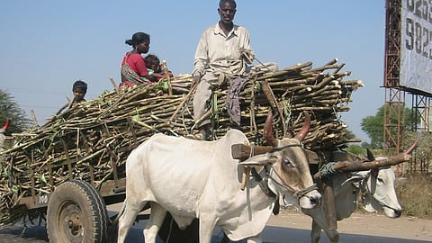 Sugarcane Season