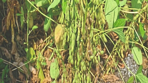 Soybean Varieties