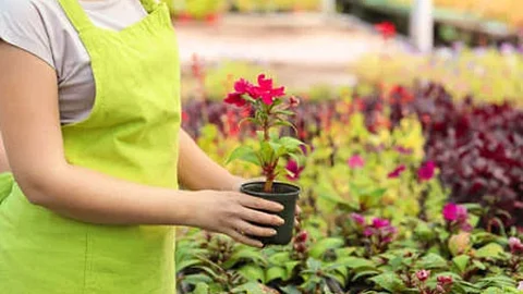 Nursery labor Management