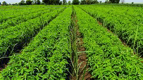 Green Manuering Crop