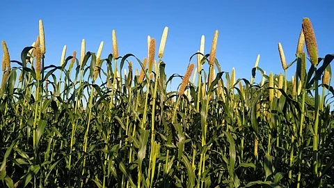 Bajara Crop