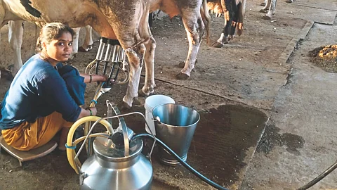 Dairy Business