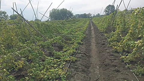 Crop Damage