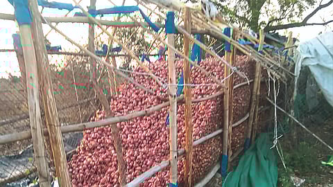 Crop Damage