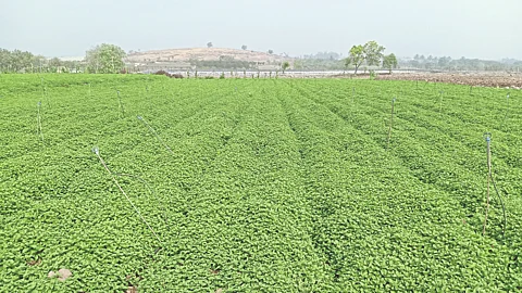 Mint Update