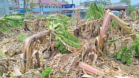 Banana Crop Damage
