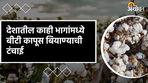 Cotton Seed Shortage