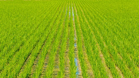 Rice Cultivation