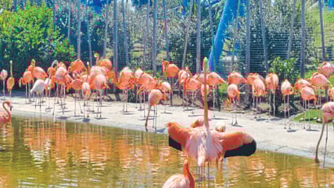 Flamingo Bird