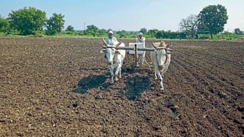 Rajma Cultivation